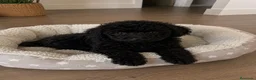 Caniche Toy perros en venta: Caniche Mini toy hembrita negra 🖤 - Anuncio 1