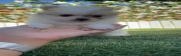 Pomerania perros en venta: POMERANIA - Anuncio 1