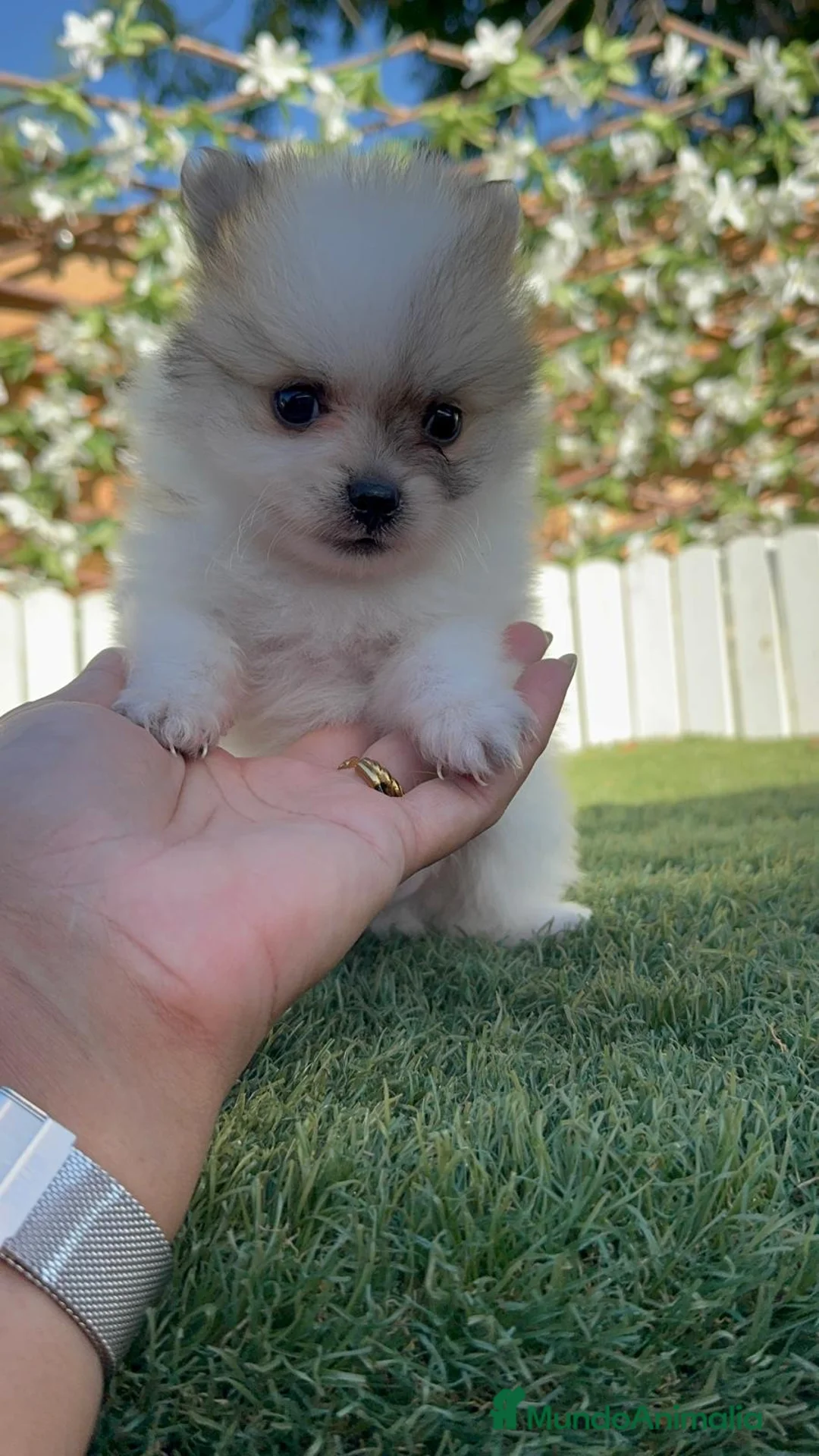 Pomerania perros en venta: POMERANIA - Anuncio 1