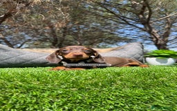 Teckel Miniatura perros en venta: CACHORROS TECKEL KANINCHEN - Imagen 6