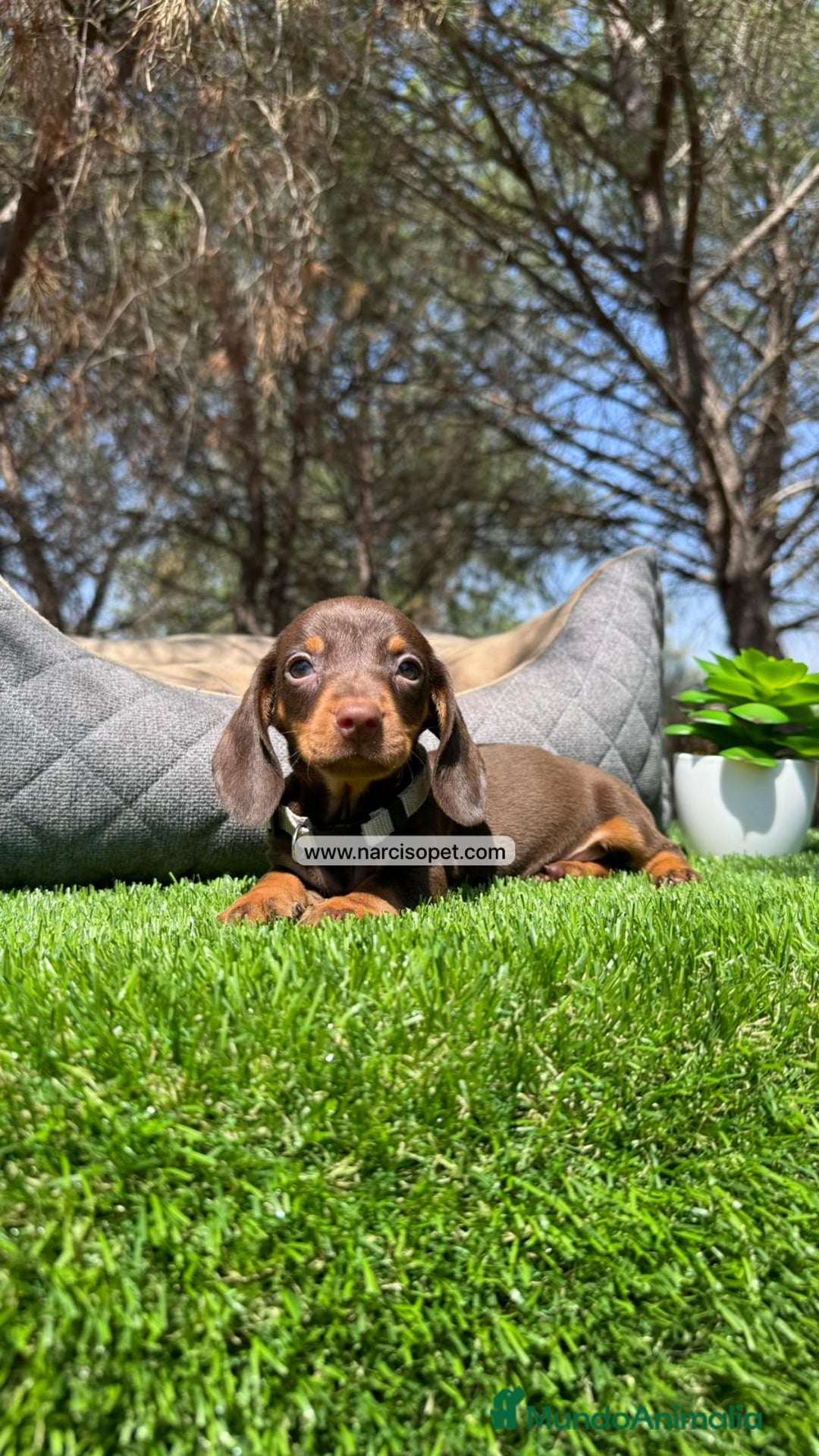 Teckel Miniatura perros en venta: CACHORROS TECKEL KANINCHEN - Imagen 6