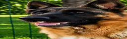Pastor Alemán perros en venta: Pastor Alemán familia - Anuncio 3
