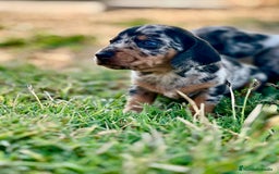 Teckel perros en venta: teckel cachorro - Imagen 5