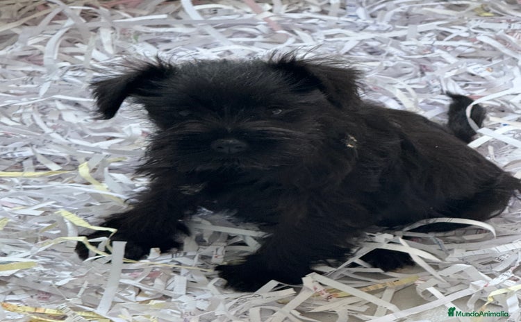 Schnauzer Miniatura perros - Anuncio 2