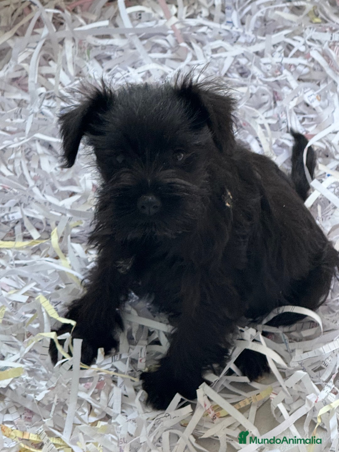 Schnauzer Miniatura perros en venta: Cachorra Schnauzer miniatura  - Imagen 1
