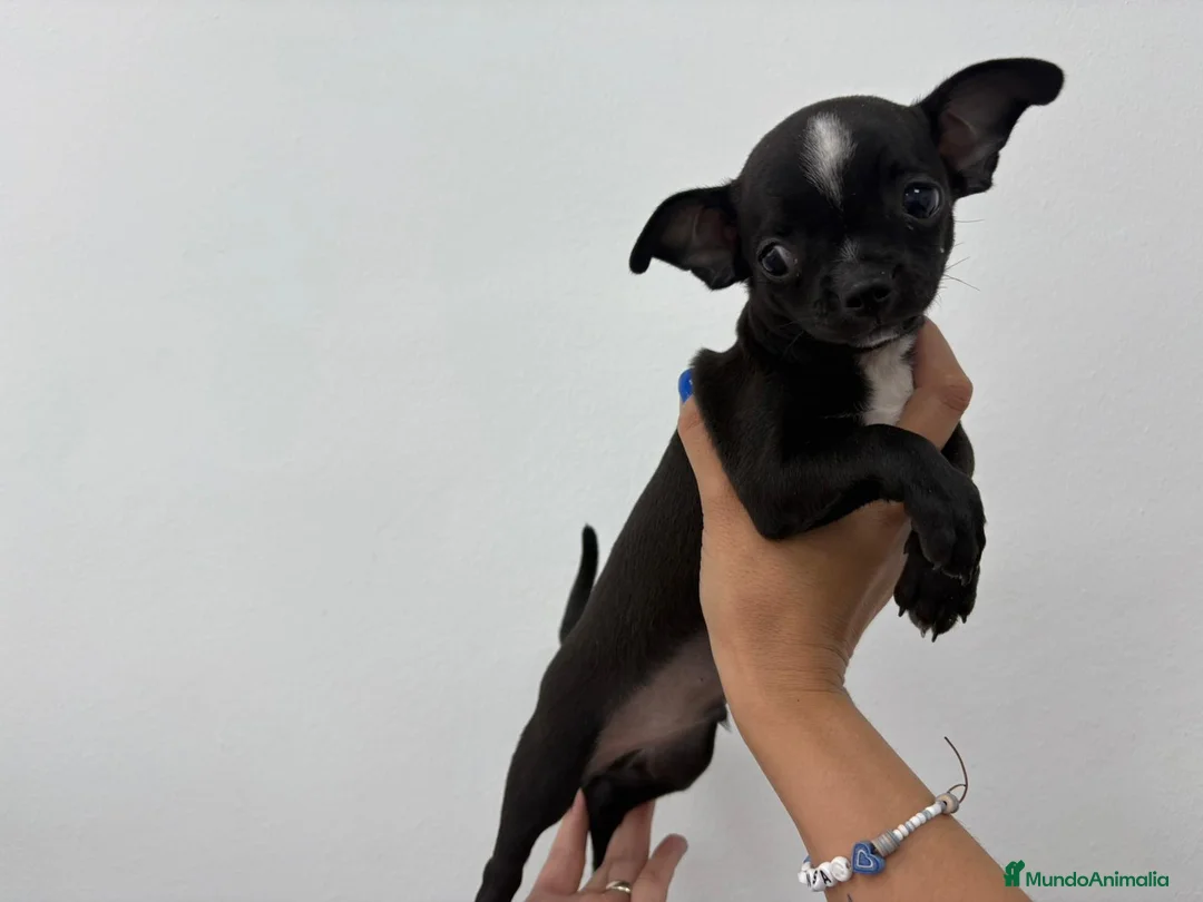 Chihuahua perros en venta: Chihuahua, blue, tricolor macho y hembra  - Anuncio 1