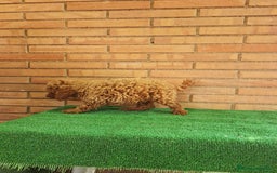 Caniche Toy perros en venta: Caniches toy  - Imagen 8
