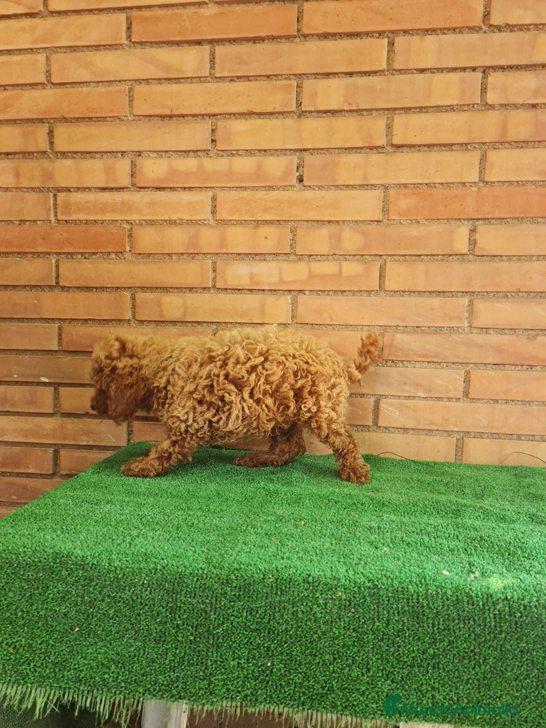 Caniche Toy perros en venta: Caniches toy  - Imagen 8
