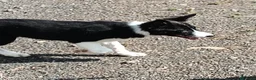 Border Collie perros en venta: Border Collie - Anuncio 6