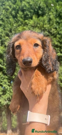 Teckel Miniatura perros - Anuncio 5