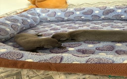 Whippet perros en venta: Whippet blue nueva camada - Imagen 6