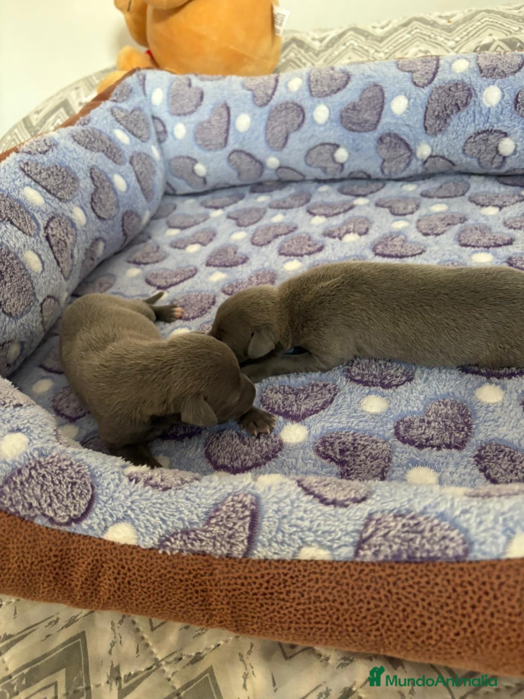 Whippet perros en venta: Whippet blue nueva camada - Imagen 6