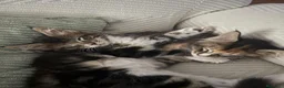 Maine Coon gatos en venta: Preciosa camada de Maine Coon - Anuncio 6