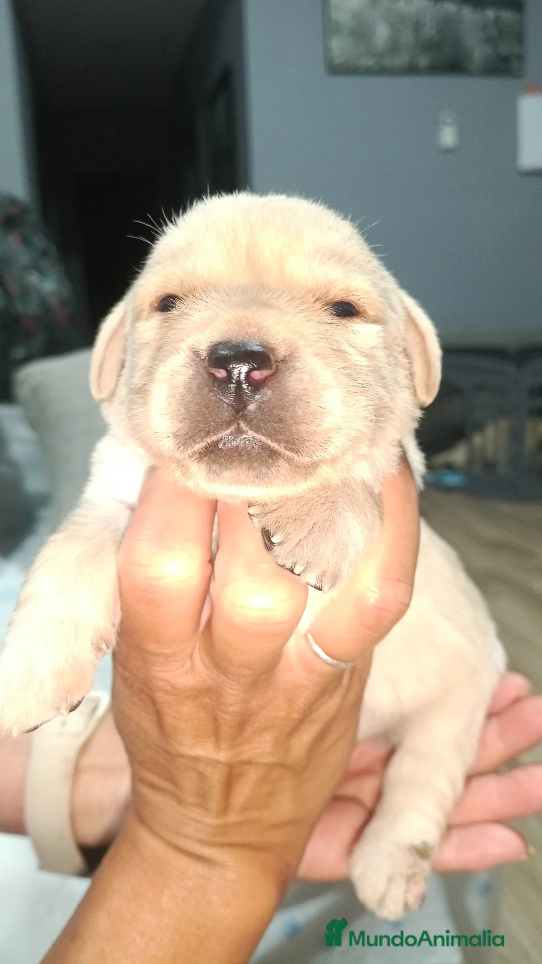 Labrador Retriever perros en venta: Labrador retriever dorado disponible  en Barcelona - Anuncio 2