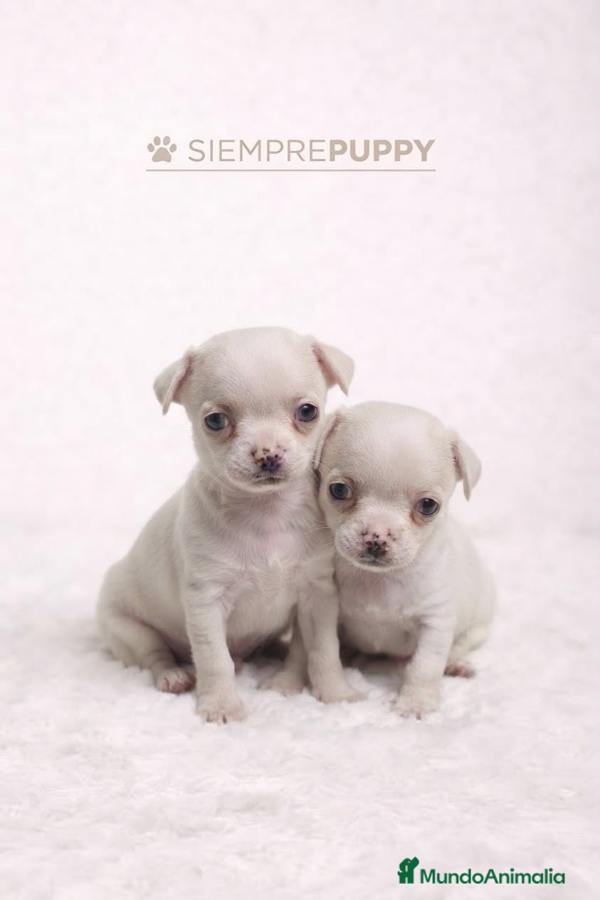 Chihuahua perros CACHORROS CHIHUAHUA MINI TOY - Anuncio 1
