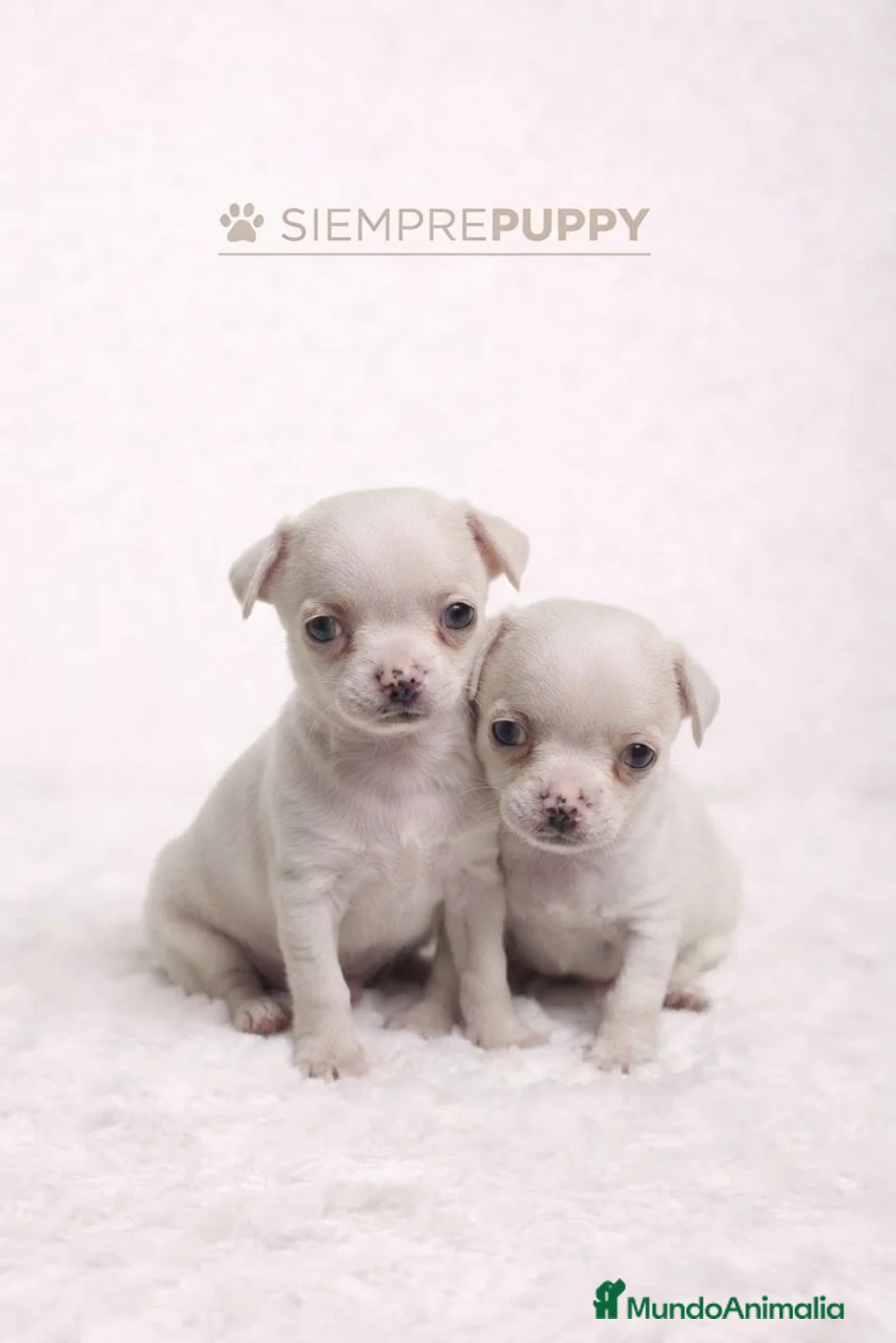 Chihuahua perros en venta: CACHORROS CHIHUAHUA MINI TOY - Anuncio 1
