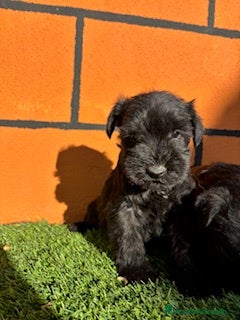 Schnauzer Miniatura perros SCHNAUZER - Anuncio 3