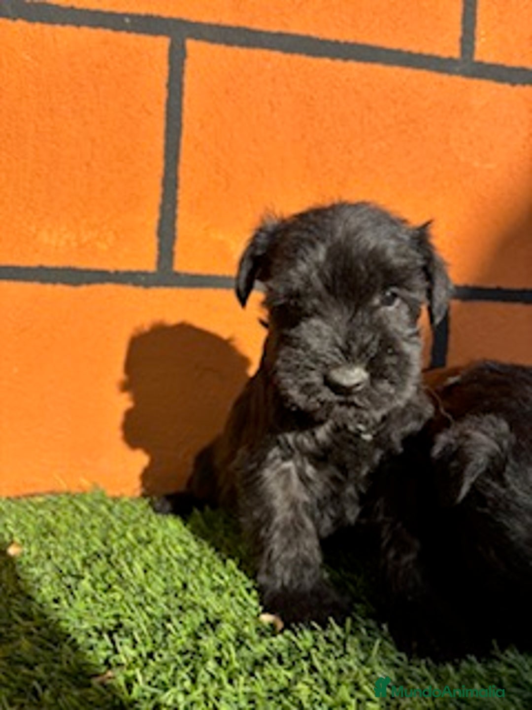 Schnauzer Miniatura perros en venta: SCHNAUZER - Anuncio 1