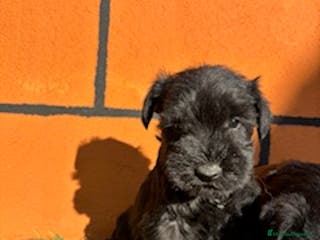 Schnauzer Miniatura perros SCHNAUZER - Anuncio 4