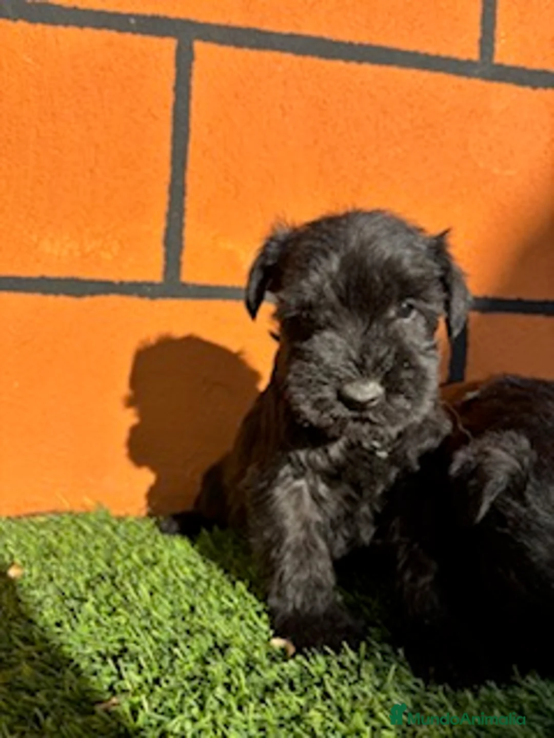 Schnauzer Miniatura perros en venta: SCHNAUZER - Anuncio 1