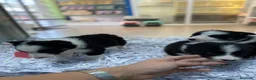 Border Collie perros en venta: Cachorros Border collie 350€ ¡PRECIO REAL! - Anuncio 7