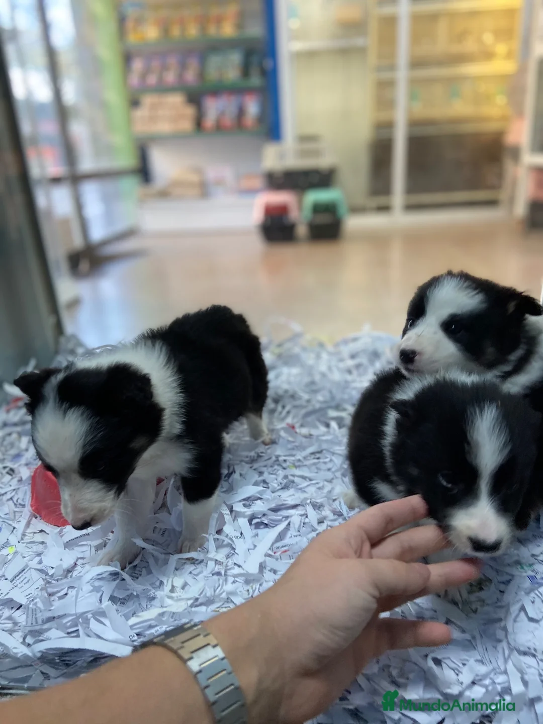 Border Collie perros en venta: Cachorros Border collie 350€ ¡PRECIO REAL! - Anuncio 7