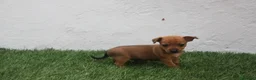Raza Mixta perros en venta: Minijack - Anuncio 13