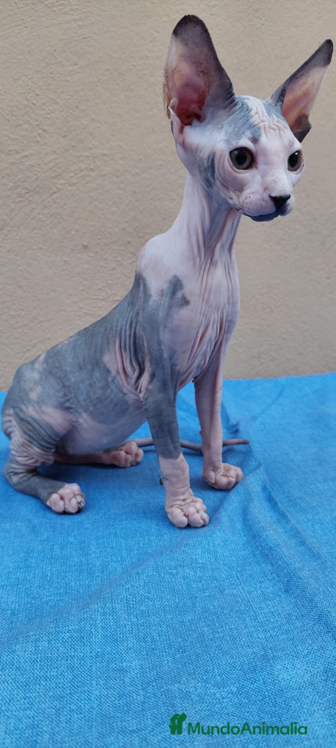 Sphynx gatos en venta: Nueva camada de gatitos sphynx  - Imagen 12