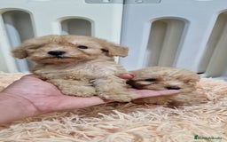 Caniche Toy perros en venta: Hembra caniche toy apricot - Imagen 3