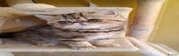 Exótico de Pelo Corto gatos en venta: GATA BROWN PATCHED TABBY - Anuncio 1