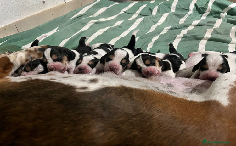 Basset Hound perros - Anuncio 2