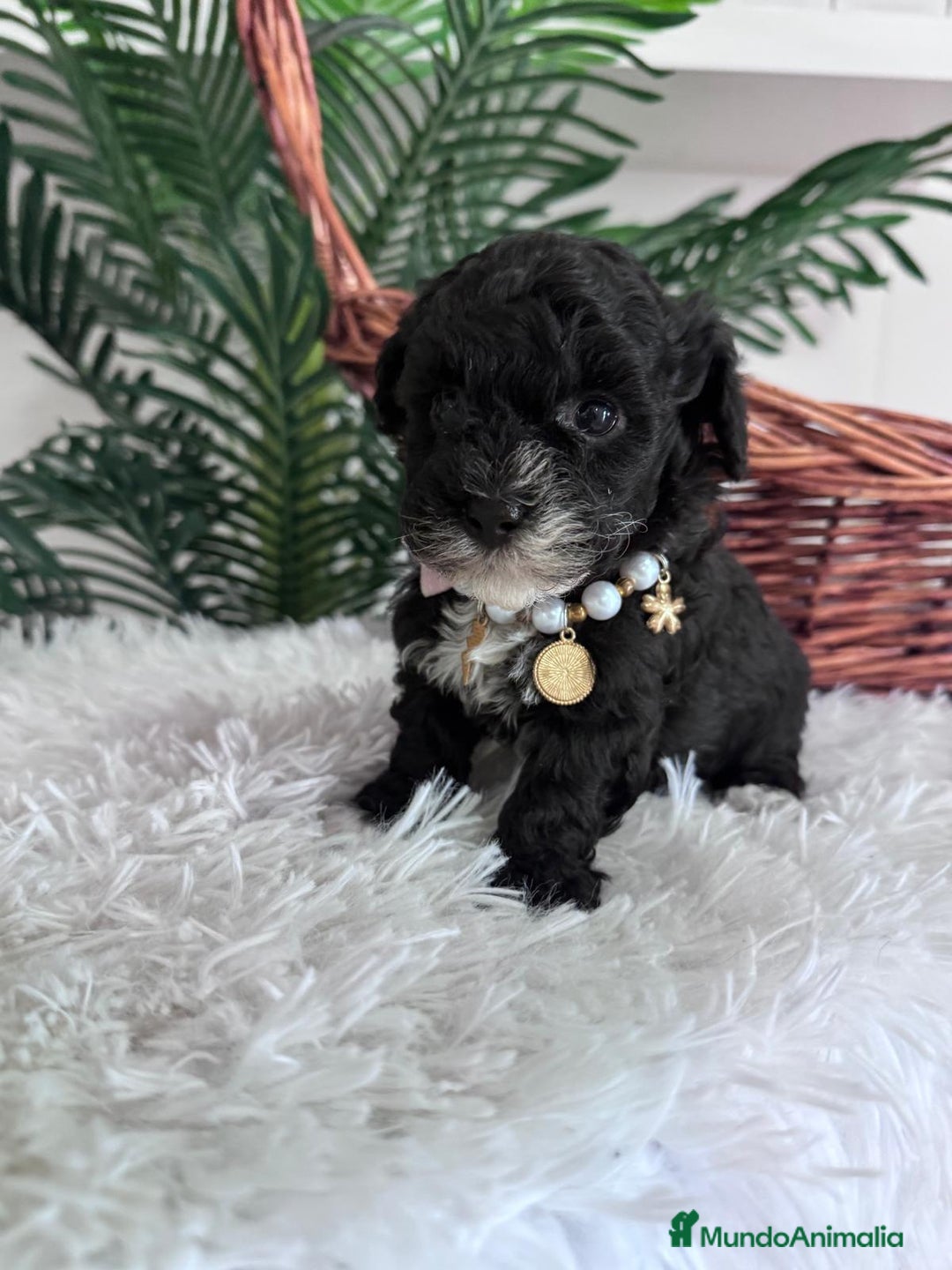 Caniche Toy perros en venta: CANICHE TOY HEMBRA - Anuncio 9