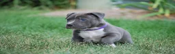 American Staffordshire-Terrier perros en venta: AMERICAN STAFFORD BLUE , CHAMPAGNE , BLACK  - Anuncio 1
