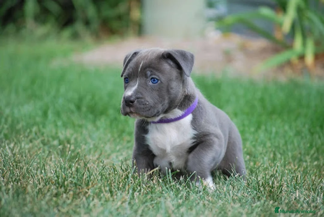 American Staffordshire-Terrier perros en venta: AMERICAN STAFFORD BLUE , CHAMPAGNE , BLACK  - Anuncio 1