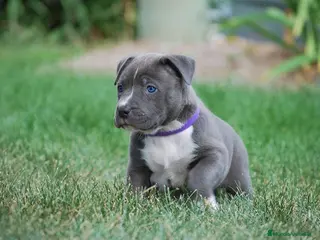 American Staffordshire-Terrier perros AMERICAN STAFFORD BLUE , CHAMPAGNE , BLACK - Anuncio 4