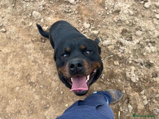 Rottweiler perros Cama de Rottweiler - Anuncio 1