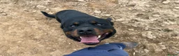 Rottweiler perros en venta: Cama de Rottweiler - Anuncio 1