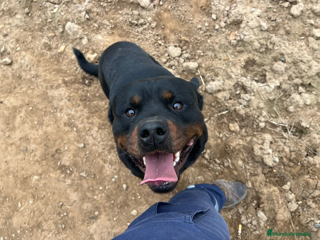 Rottweiler perros en venta: Cama de Rottweiler - Anuncio 1