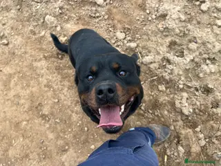 Rottweiler perros Cama de Rottweiler - Anuncio 13