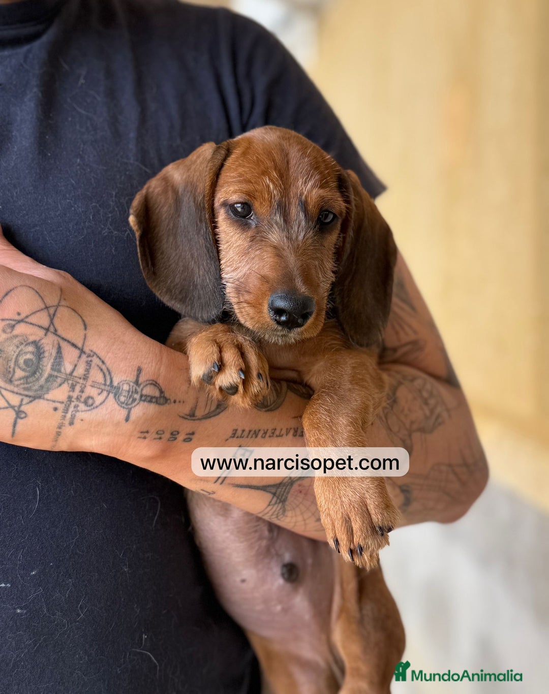 Teckel Miniatura perros en venta: TECKEL PELO DURO HEMBRA - Imagen 4