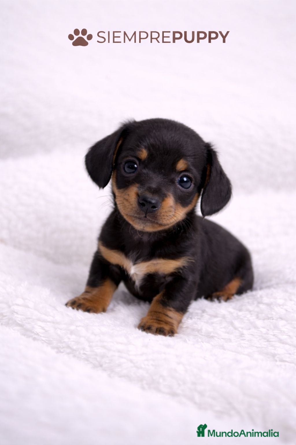 Teckel Miniatura perros TECKEL KANINCHEN NEGRO FUEGO - Anuncio 2