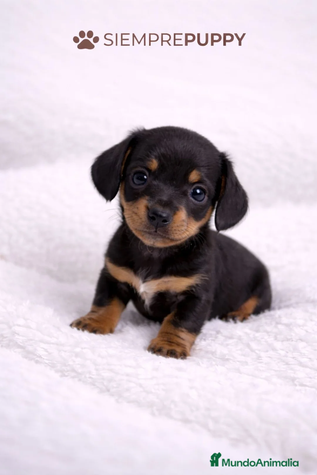 Teckel Miniatura perros en venta: TECKEL KANINCHEN NEGRO FUEGO - Anuncio 1