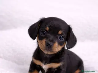 Teckel Miniatura perros TECKEL KANINCHEN NEGRO FUEGO - Anuncio 2