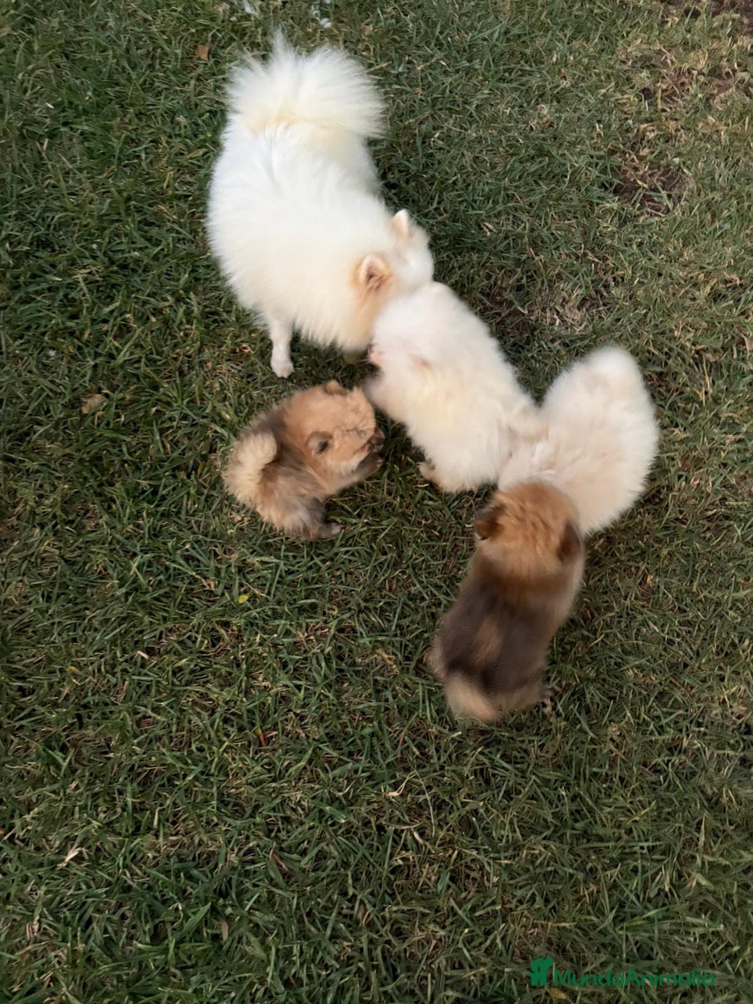 Pomerania perros en venta: Pomerania toy - Imagen 8