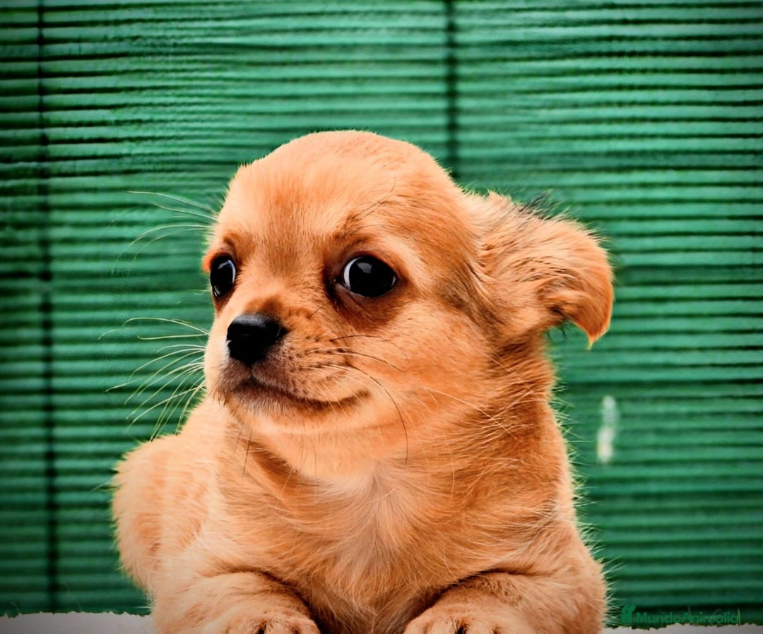 Chihuahua perros en venta: Chihuahuas toy cabeza de manzana - Imagen 5
