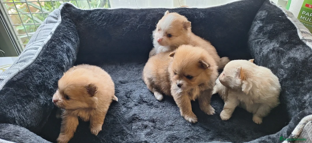 Pomerania perros en venta: Pomerania  - Anuncio 1
