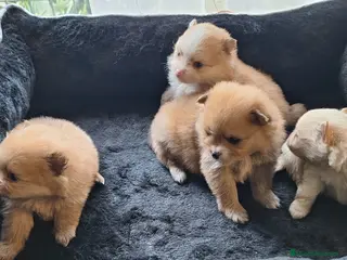 Pomerania perros Pomerania - Anuncio 2