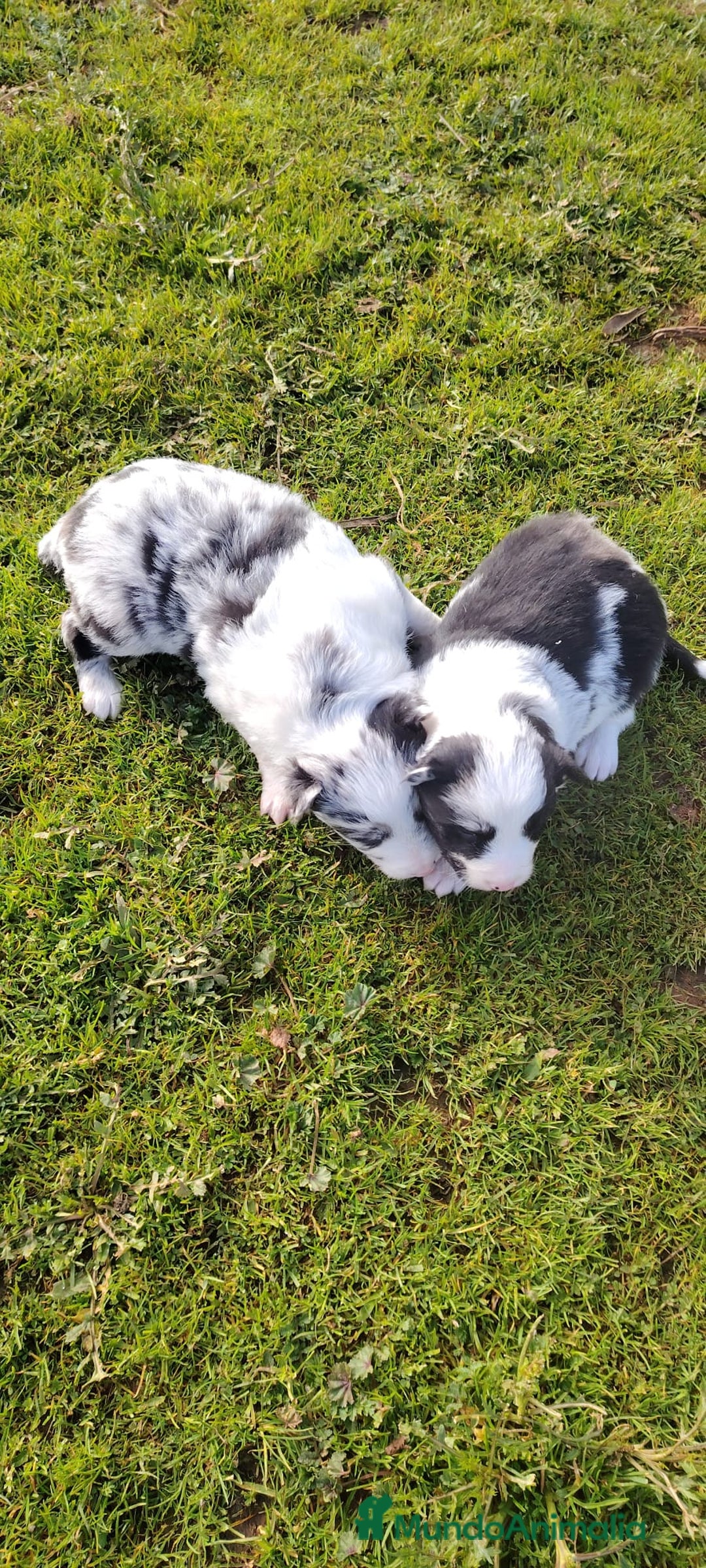 Border Collie perros en venta: Cachorros de Border Collie  - Anuncio 5