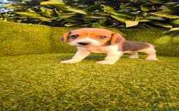 Beagle perros en venta: beagles tricolor  - Imagen 14