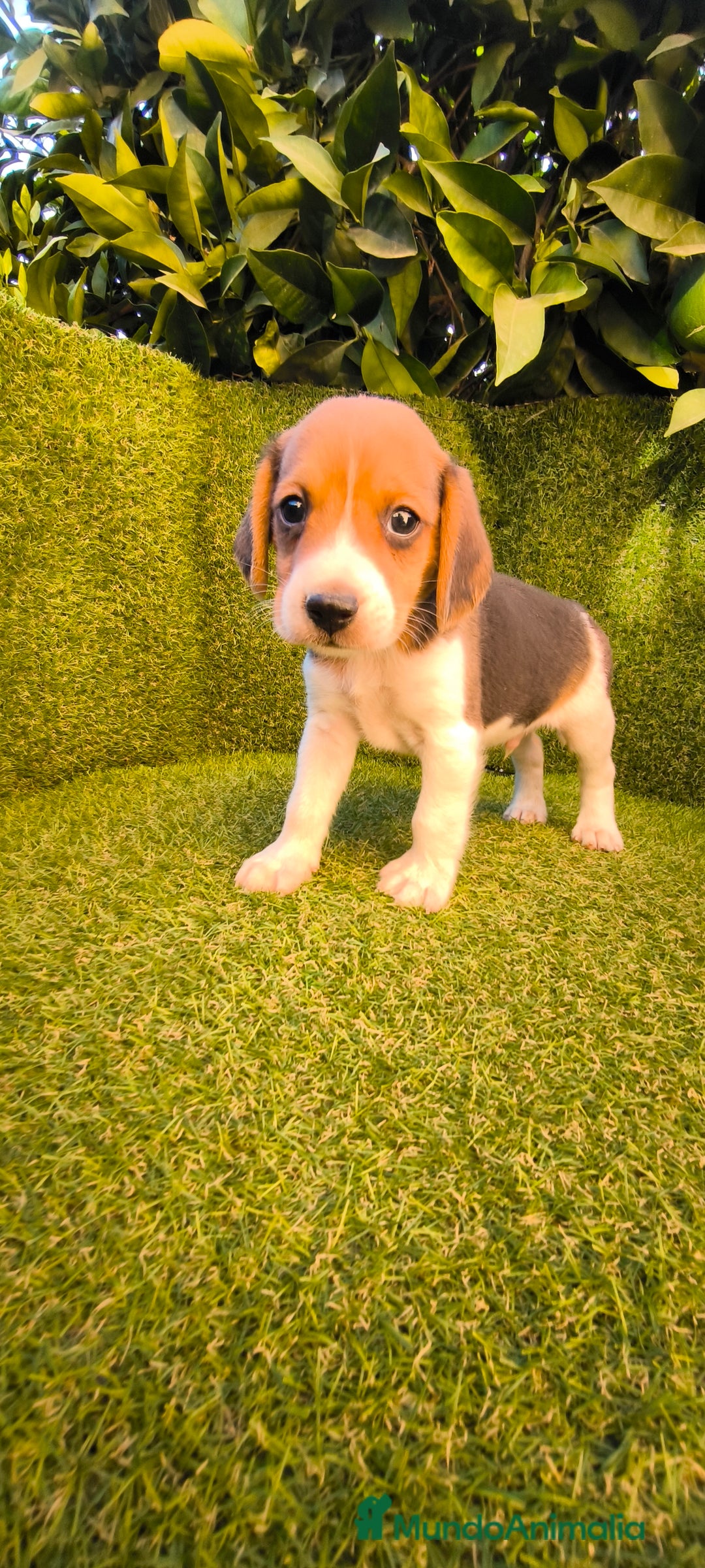 Beagle perros en venta: beagles tricolor  - Imagen 14